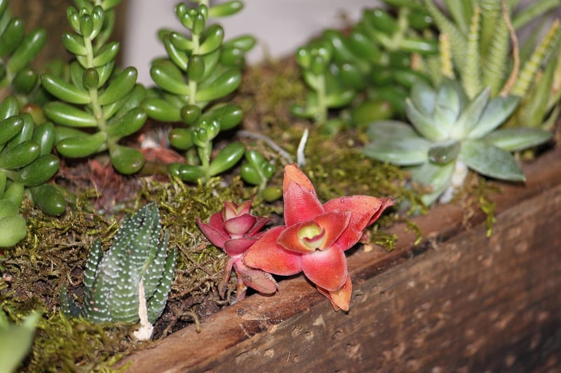 Fantasy Centerpieces